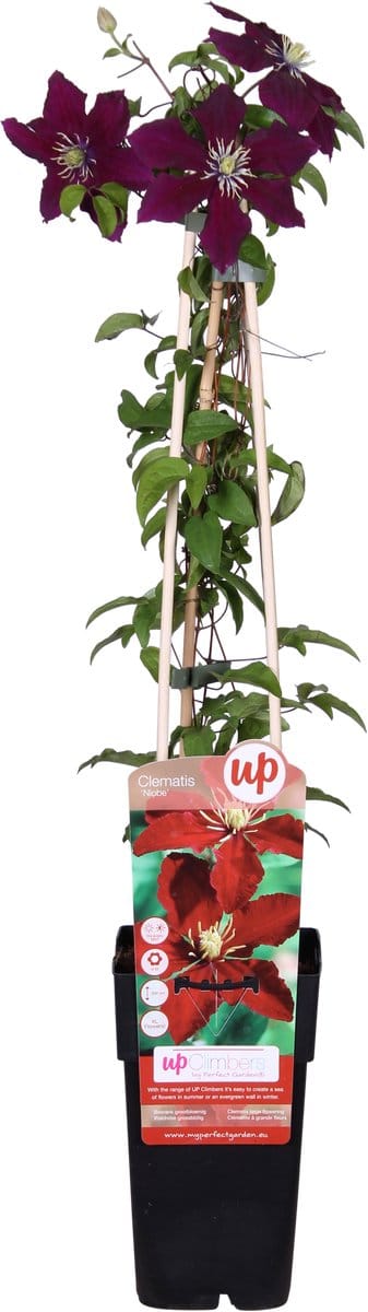 Hello Plants Clematis Niobe Bosrank - Klimplant - Ø 15 cm - Hoogte: 65 cm