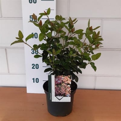 Viburnum tinus Lisarose - 3 liter pot - cm