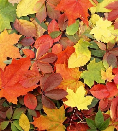 Fotobehang - Colourful Leaves 225x250cm - Vliesbehang