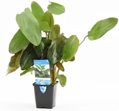 Moerings Echinodorus Ozelot rood in 9CM pot P9 Pot
