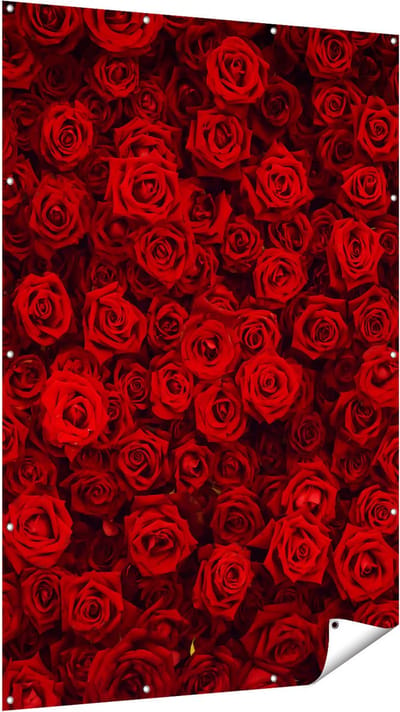 Gards Tuinposter Rode Rozen Achtergrond - 120x180 cm - Tuindoek - Tuindecoratie - Wanddecoratie buiten - Tuinschilderij