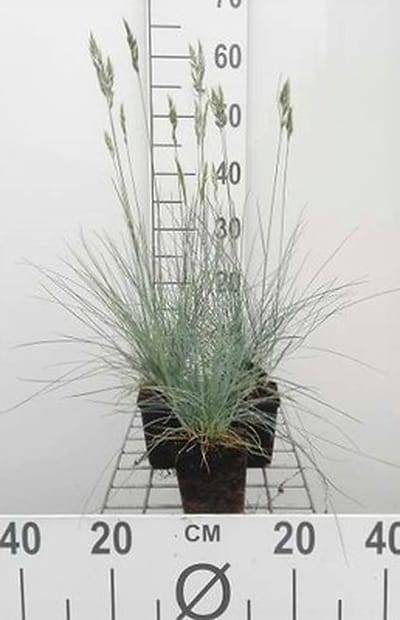 6x Zwenkgras - Festuca glauca 'Elijah Blue' | 9x9 cm pot