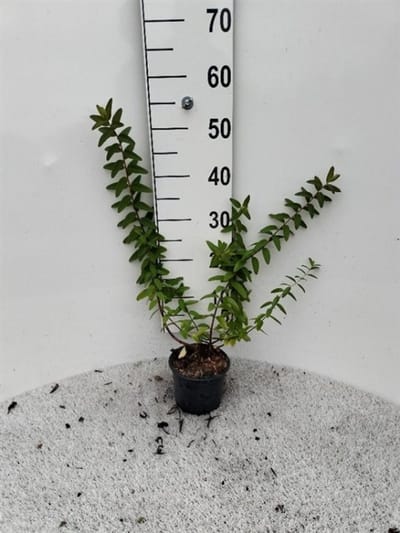 Plants Online - Tuinplanten - Heesters - Set van 1 - Hypericum dummeri 'Peter Dummer' - 1 liter pot - Plant 30-40 cm