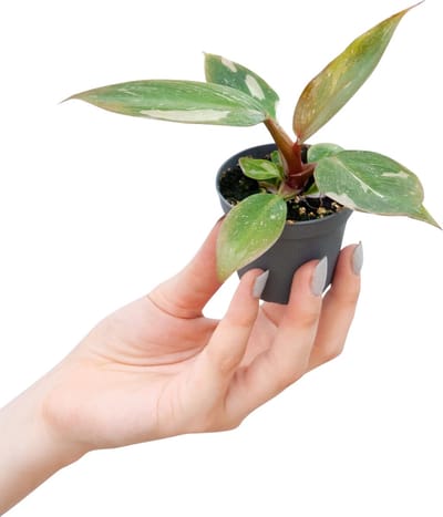 PLNTS - Baby Philodendron Pink Princess - Kamerplant - Kweekpot 6 cm - Hoogte 10 cm