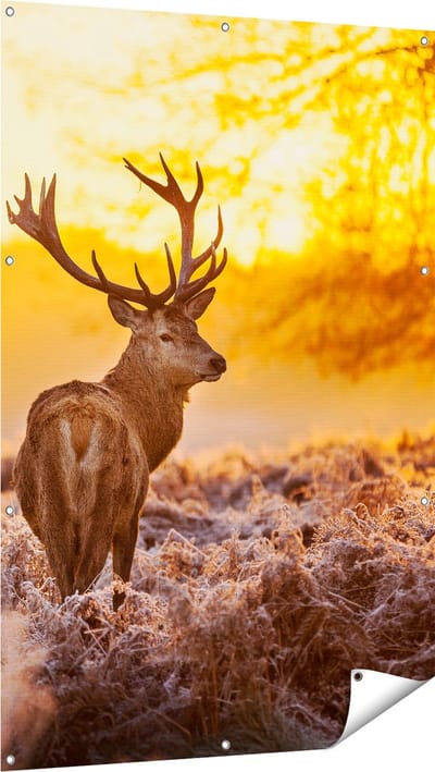 Gards Tuinposter Hert in Bos tijdens de Zonsopkomst - 100x150 cm - Tuindoek - Tuindecoratie - Wanddecoratie buiten - Tuinschilderij
