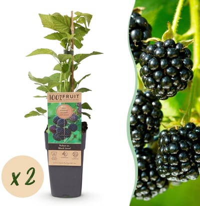 Green boutiQ - Fruitplant - Rubus occ. Black Jewel - Bramenplant - Winterhard - Zwarte Braam - 2 Planten - Pot 15cm - Hoogte 50cm