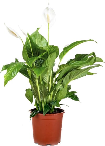 Bloomique - Spathiphyllum - Lepelplant - Kamerplanten - Luchtzuiverend - Hoogte 60-80 cm - Pot 17 cm