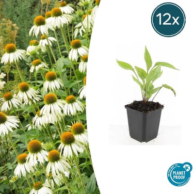 Tuinplantenshop.com | Echinacea p. 'White Swan' | 12 stuks - Ø9cm - 10-25cm hoog - Tuinplant