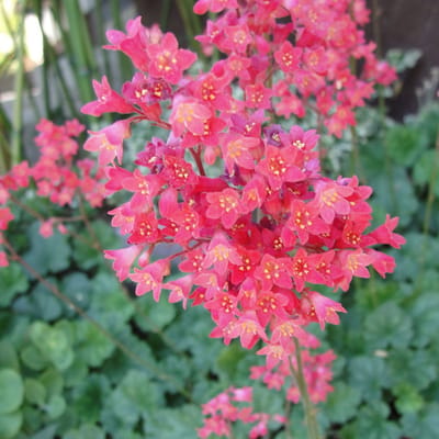 Purperklokje 'Leuchtkafer' (Heuchera sang. Leuchtkafer) - Heuchera Leuchtkäfer - Purperklokje - Vaste planten - Groenblijvend