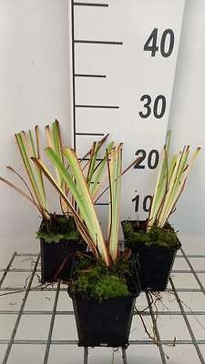 6x Baardiris - Iris (germ.) 'Nel Jape' | 9x9 cm pot