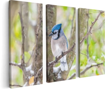 Artaza Canvas Schilderij Drieluik Blauwe Gaai Vogel In De Sneeuw - 120x80 - Foto Op Canvas - Canvas Print