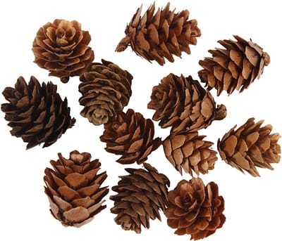 Creativ Company - Larch cones 12 pcs.