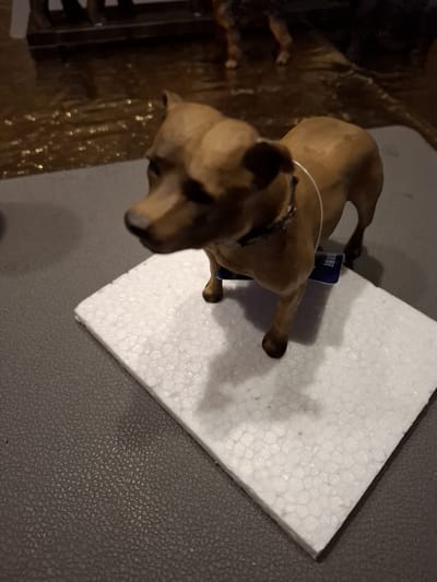 staffordshire bullterrier