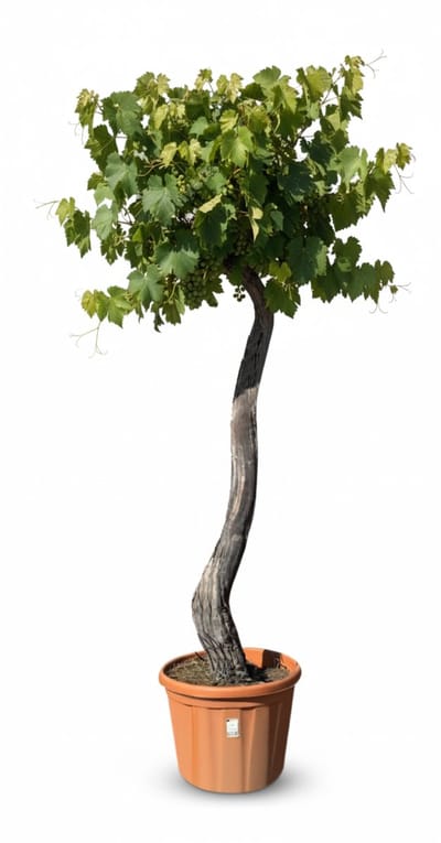 Sunny Tree – Vitis Vinifera ‘Monastrell' Druivenboom – 240 cm hoog – winterhard – Grote rode tafeldruiven – balkon, terras en tuin