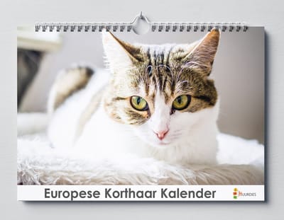 Europese Korthaar verjaardagskalender | 35 X 24CM | Verjaardagskalender katten | Kattensoort Europese Korthaar | Verjaardagskalender Volwassenen