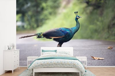Behang - Fotobehang Pauw - Dieren - Veren - Breedte 450 cm x hoogte 300 cm