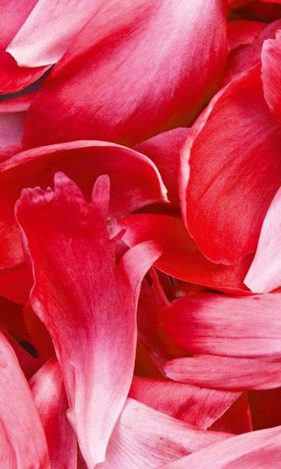 Fotobehang - Red Petals 150x250cm - Vliesbehang