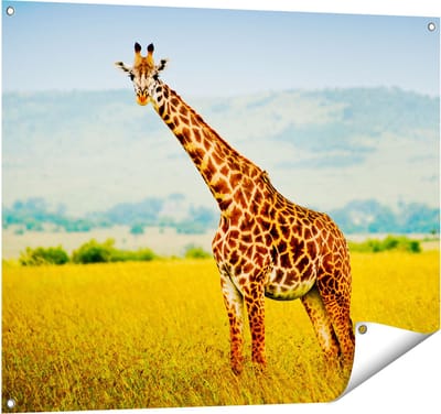 Gards Tuinposter Giraffe in het Veld - 100x80 cm - Tuindoek - Tuindecoratie - Wanddecoratie buiten - Tuinschilderij
