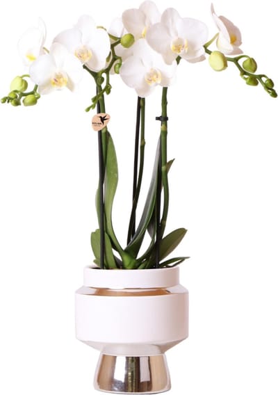 Kolibri Orchids | Witte Phalaenopsis orchidee – Amabilis + Le Chic sierpot zilver – potmaat Ø9cm – 40cm hoog | bloeiende kamerplant in bloempot - vers van de kweker -