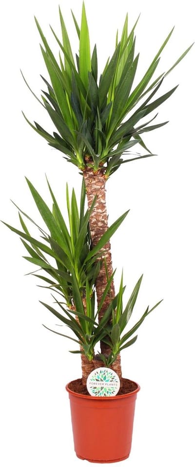 Plantenboetiek.nl | Yucca Elephantipes - Ø24cm - 115-125cm hoog - Kamerplant - Groenblijvend