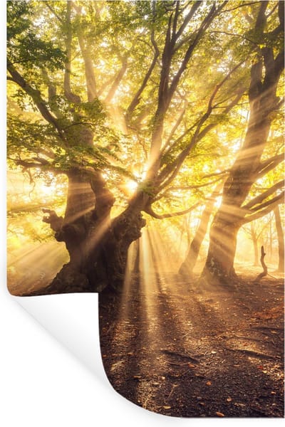 Muurstickers - Sticker Folie - Boom - Bos - Zon - 20x30 cm - Plakfolie - Muurstickers Kinderkamer - Zelfklevend Behang - Zelfklevend behangpapier - Stickerfolie