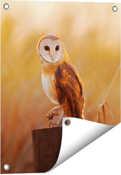 Gards Tuinposter Kerkuil op een Boomstronk - 40x50 cm - Tuindoek - Tuindecoratie - Wanddecoratie buiten - Tuinschilderij