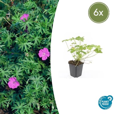 Tuinplantenshop.com | Geranium 'Tiny Monster' | 6 stuks - Ø9cm - 10-25cm hoog - Tuinplant