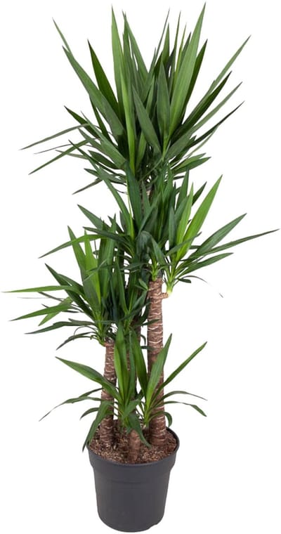 Plantenboetiek.nl | Yucca Elephantipe - Ø34cm - 170-180cm hoog - Kamerplant - Groenblijvend