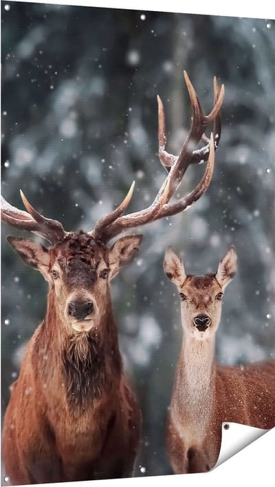 Gards Tuinposter Twee Herten met Sneeuw - 100x150 cm - Tuindoek - Tuindecoratie - Wanddecoratie buiten - Tuinschilderij