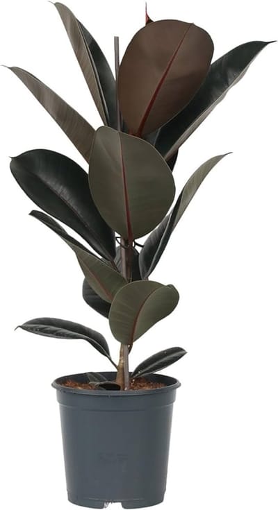 JUNAVERA Ficus elastica Abidjan | donkerbladige rubberplant voor woonkamer en (open) terrarium | 12 cm pot | 38 cm hoog