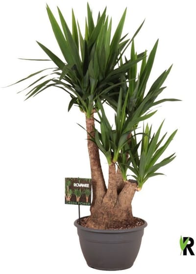 Yucca elephantipes vertakt 120 cm - Kamerplant - Potmaat Ø30 cm