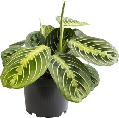 Plantenboetiek.nl | Maranta Lemon Lime - Ø12cm - 30cm hoog - Kamerplant - Groenblijvend