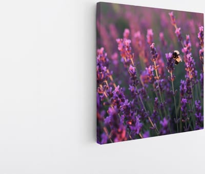 Saammp Canvas Schilderij - Lavendel met bij - Natuur - Landschap - 30x30 - Foto op canvas - Wanddecoratie - Muurdecoratie Woonkamer - Slaapkamer decoratie - Canvas Print