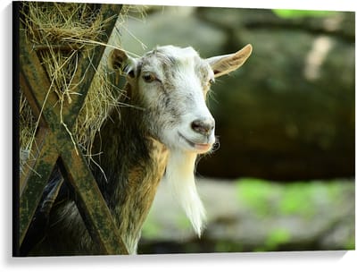 Canvas  - Witte Geit met Hooi - 100x75cm Foto op Canvas Schilderij (Wanddecoratie op Canvas)