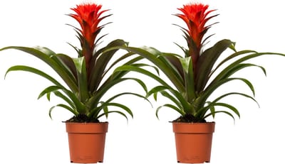 Plantenboetiek.nl | Guzmania Hope | 2 stuks - Ø12cm - 30-40cm hoog - Kamerplant - Groenblijvend - Multideal
