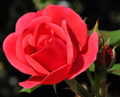 Warentuin mix - Rozen grond aarde 30 liter