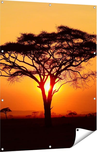 Gards Tuinposter Zonsondergang Achter een Savanne Boom - 90x120 cm - Tuindoek - Tuindecoratie - Wanddecoratie buiten - Tuinschilderij