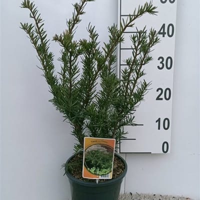 Plants Online BV - Planten - Tuinplanten - Heesters - Set van 1 - Taxus media 'Farmen'