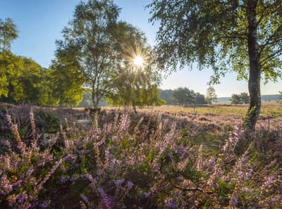 Fotobehang zonsopgang boven de heide 350 x 260 cm - € 235,--