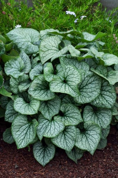 Plants Online - Tuinplanten - Vaste planten - Set van 1 - Brunnera macrophylla 'Jack Frost' - 2 liter pot - Plant