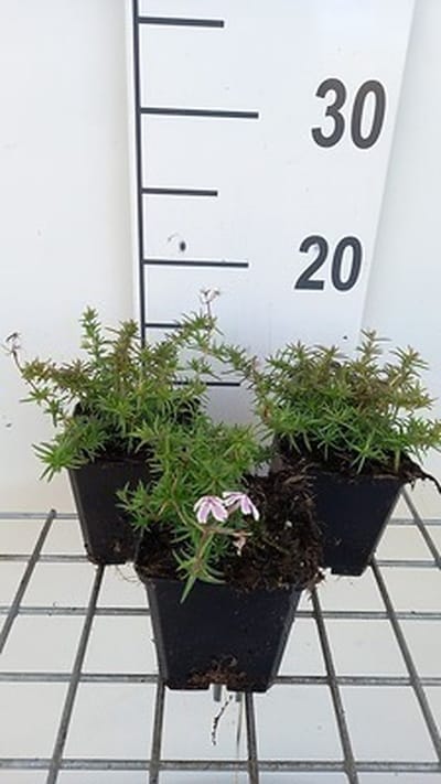 6x Vlambloem - Phlox (s) 'Kimono Pink White' | 9x9 cm pot