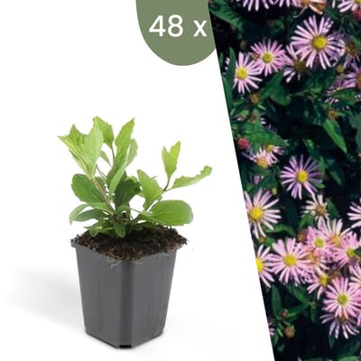 Plants by Frank | 48 Asterplanten | Aster ageratoides 'Asran' | Winterharde bodembedekker planten | tuinplanten | Winterharde vaste planten meerjarig | Winterharde tuinplanten