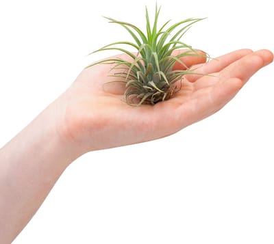 PLNTS - Baby Tillandsia Ionantha (Luchtplantje) - Kamerplant - Stekplantje 2 cm - Hoogte 5 cm