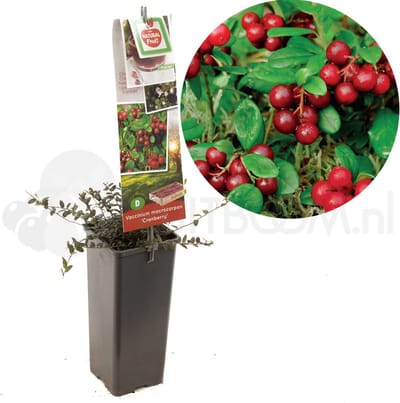 Bessenstruik Vaccinium macrocarpon Cranberry