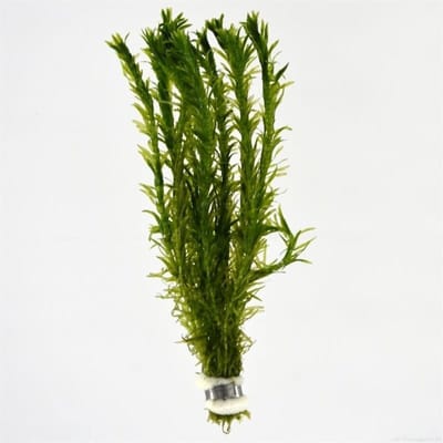 Moerings Aquariumplanten - Elodea densa (Bos)