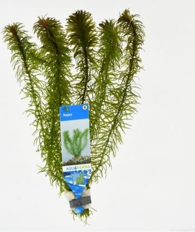 Moerings Najas | Nimfkruid | in bos met loodje Waterplant