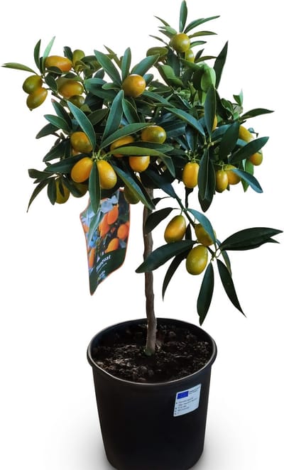 Kumquat Fortunella - 3 jaar - Citrusboom - Citrusplant - Fruit - 90 centimeter - Merchandise A