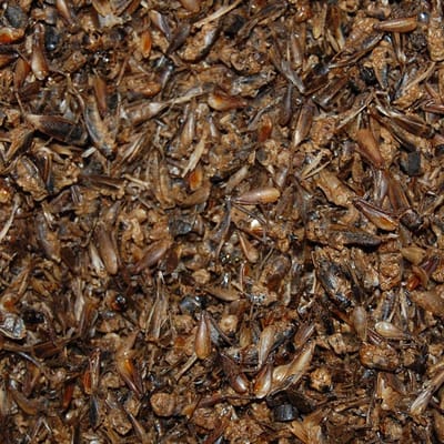Gedroogde Krekels 50 L Bulkdoos