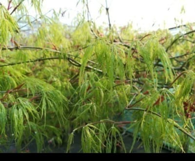 2 x Acer palm. 'Dissectum' - Japanse Esdoorn 60- 80 cm in pot