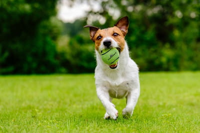 Dog Comets Starlight - Ø6 cm - Hondenspeelgoed - Hondenbal - Stuiterende tennisbal - Drijvend - Groen - 3 Stuks